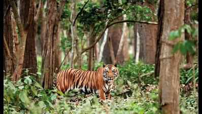 Uttar Pradesh: Rewilding centre in Pilibhit to check man-animal conflict, help big cats return to the wild