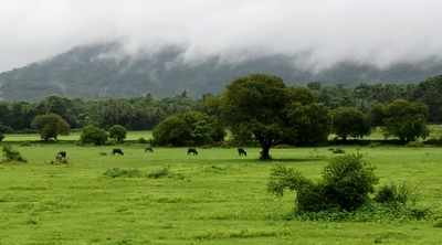 ‘Not even 5% of India’s grasslands protected’