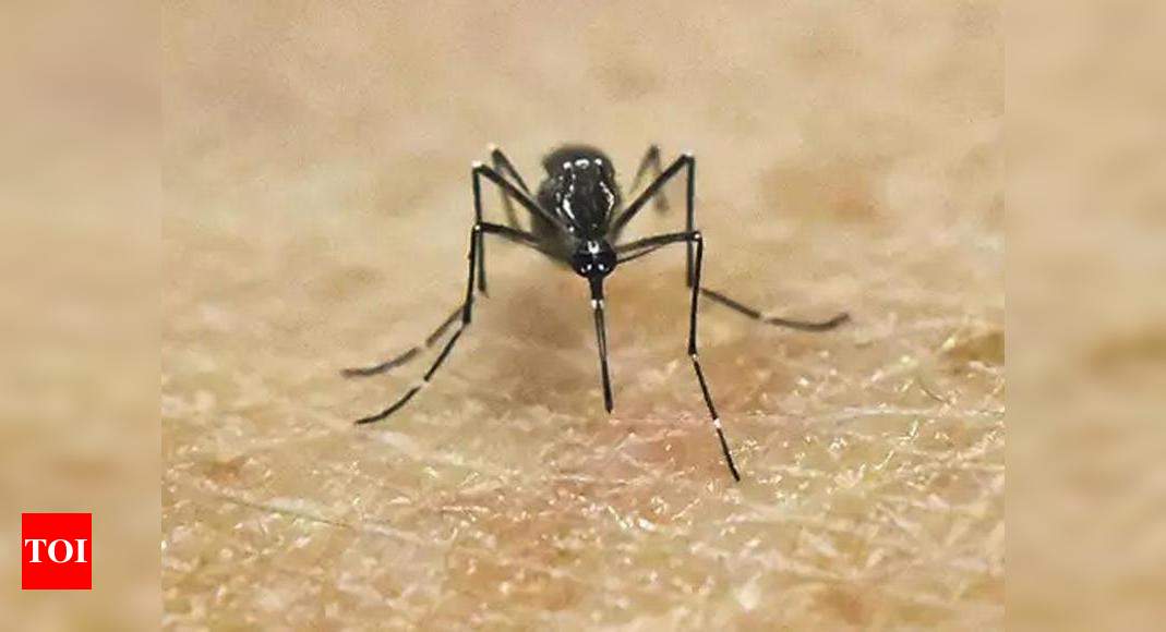 Maharashtra Reports Its First Zika Virus Case 50 Year Old Belsar 5939