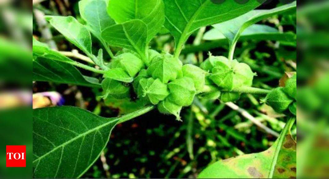 India, UK, conducting clinical trials of Ashwagandha to accelerate recovery from Covid-19 | India News