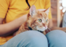 Responsibilities every pet parent should take