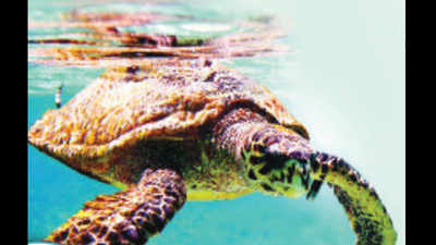 Turtle-unfriendly draft coastal map paints bleak horizon for Goa’s flippered friends