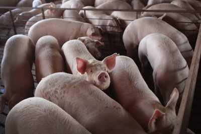 China’s putting pigs in 13-story ‘Hog hotels’ to keep germs out