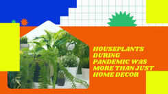 Pandemic made house plants more than just a decor piece