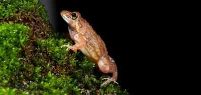 New frog species named after DU ex-VC