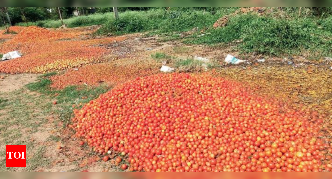 Karnataka farmers dump tomatoes on road Bengaluru News Times of India