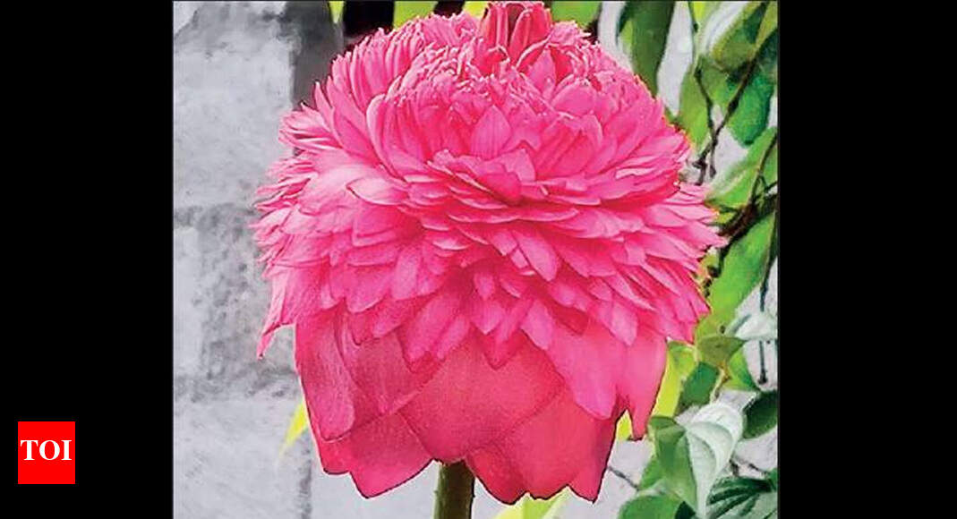 1,000petalled lotus blooms in Bengalurean’s farm Bengaluru News Times of India