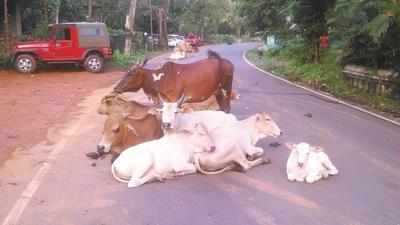 ‘Steps, funds needed to contain cattle dying in road accidents’