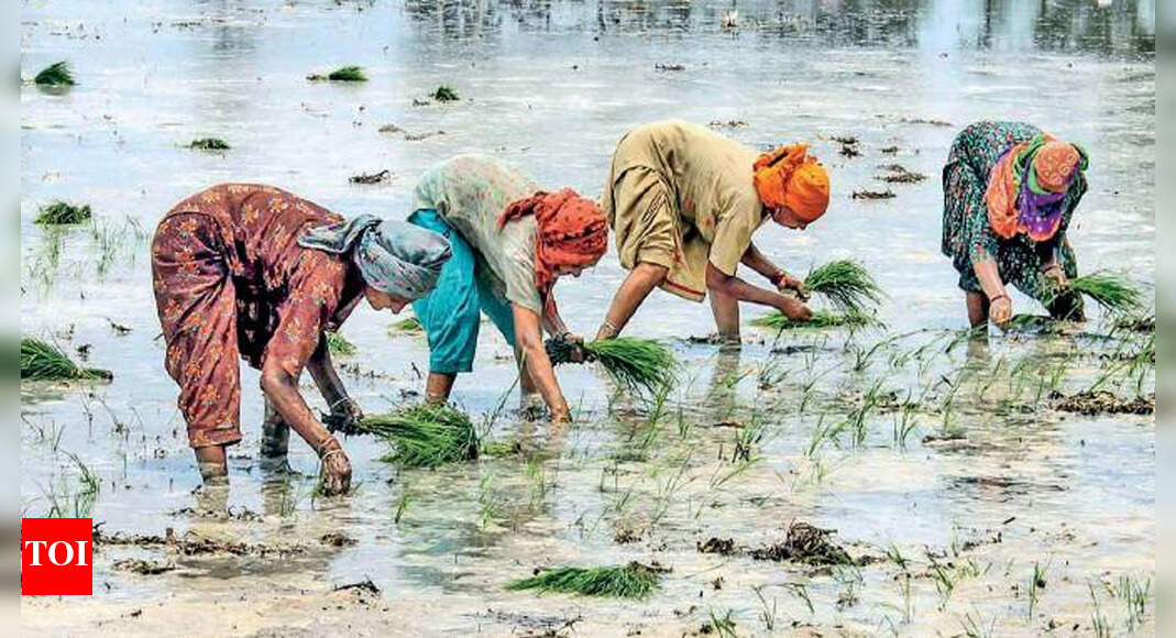 Direct seeded rice area up in Punjab | Amritsar News - Times of India