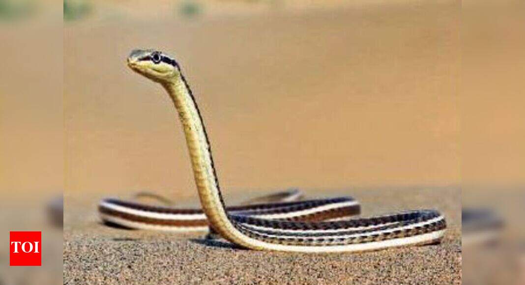 Depleting pastures forces snakes to stray into human settlements