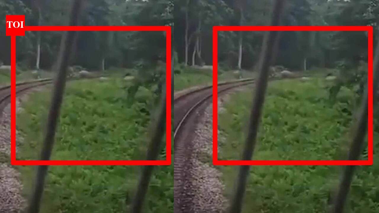 How timely action by locomotive driver saved an elephant herd
