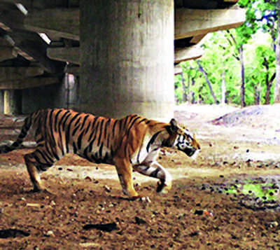 21 underpasses on Delhi-Dehradun e-way for safe passage of animals: NHAI |  Dehradun News - Times of India