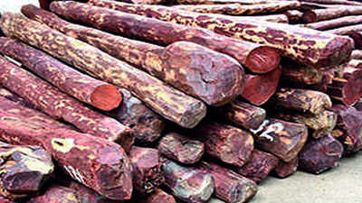 Bengaluru: Veggie trader & factory owner nabbed, red sanders worth Rs 4.5 crore seized