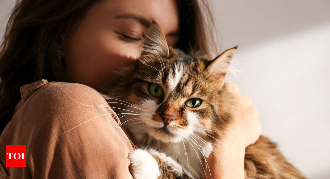 International Cat Day: How To Properly Care For Your Feline Friend