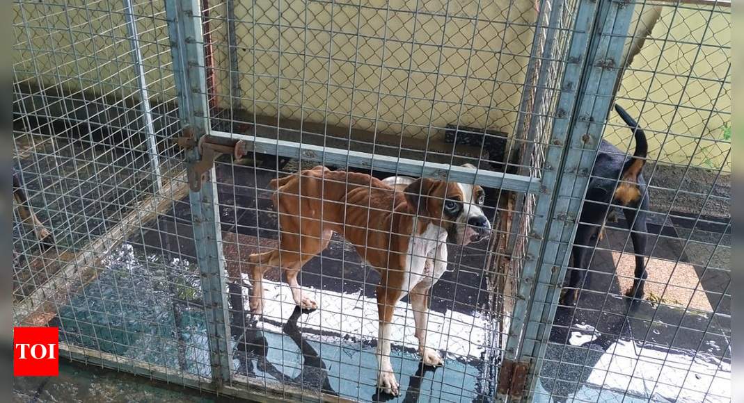 Thane: Weak and ailing pedigree dogs rescued from pet boarding facility in  Kalyan | Thane News - Times of India