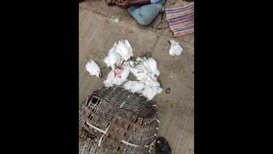3 held for hunting egrets; 11 dead, 9 injured birds seized