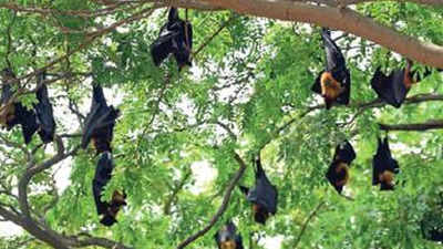 Chennai: Paranoid Tower Park visitors set off crackers to scare bats