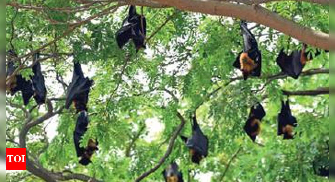 Chennai: Tower Park visitors set off crackers to scare bats