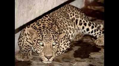 Shimla: 5-year-old girl mauled to death by a leopard in Kanlog