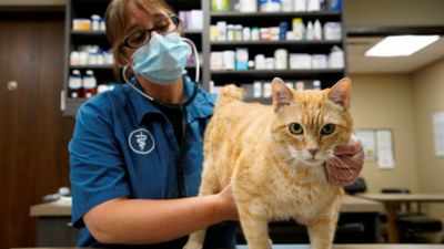 What happens if a far more lethal coronavirus emerges in pets?