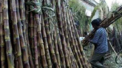 Poll sweetener: Uttar Pradesh govt clears 75 per cent sugarcane dues with bumper Rs 26,000 crore payout