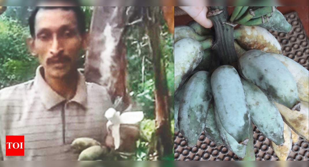 This Karnataka farmer grows ice-cream bananas