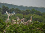 Vedanthangal Bird Sanctuary, Tamil Nadu