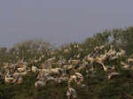 Uppalapadu Bird Sanctuary, Andhra Pradesh