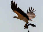 Samaspur Bird Sanctuary, Raebareli, Uttar Pradesh copy