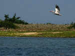 Pulicat Lake Bird Sanctuary, Andhra Pradesh