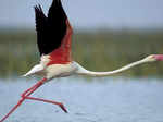 Nal Sarovar Bird Sanctuary, Gujarat