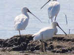 Mayani Bird Sanctuary, Maharashtra copy