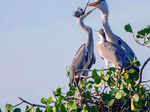 Kaundinya Bird Sanctuary, Andhra Pradesh copy