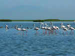 Chilika Lake Bird Sanctuary, Orissa copy