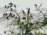 Chandra Shekhar Azad Bird Sanctuary, Uttar Pradesh copy