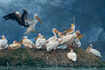 20 most magnificent bird sanctuaries in India for bird lovers
