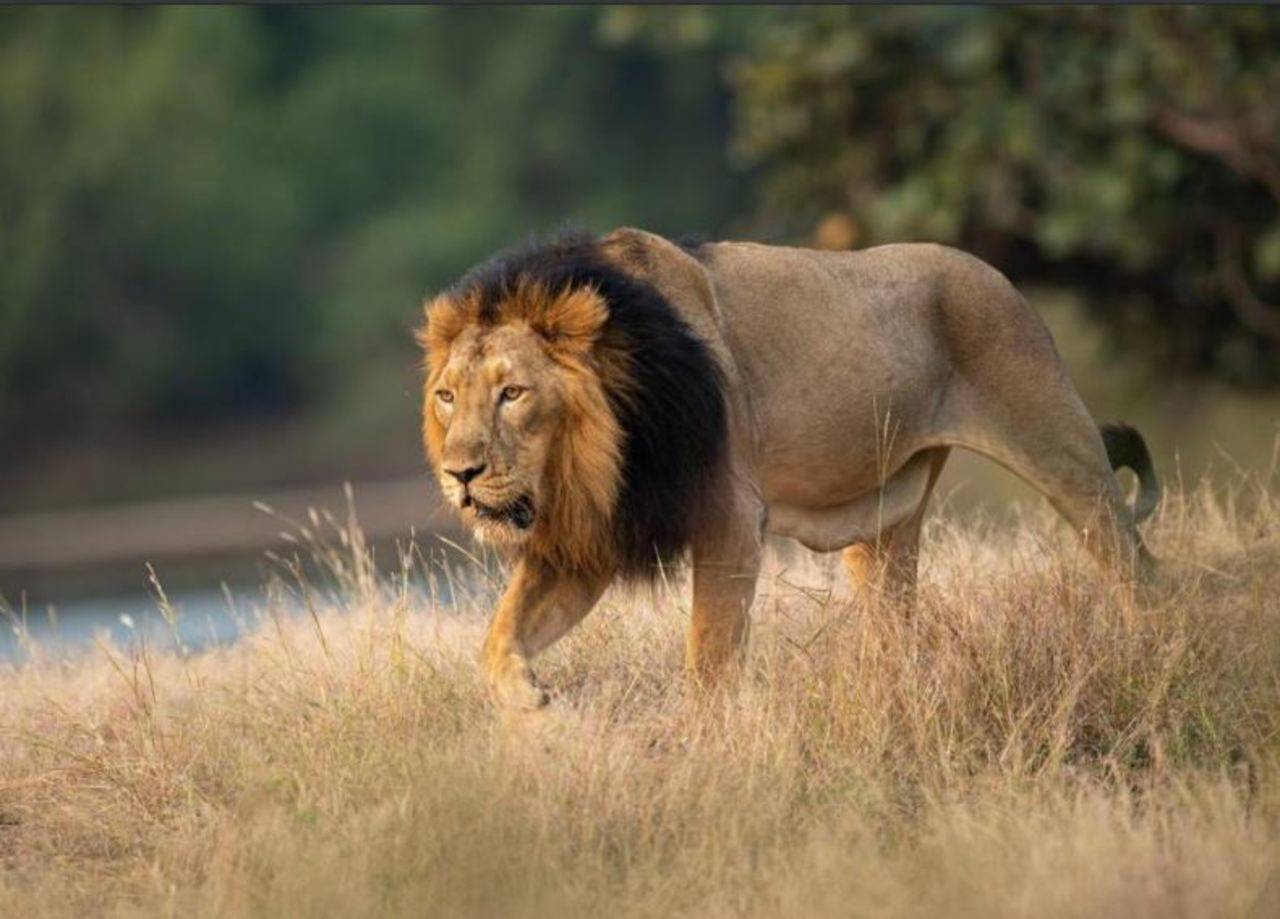 World Lion Day: Last few years saw steady increase in India's lion ...