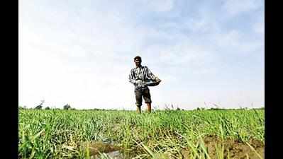 Chemical pollution affecting crops in Bharuch: Report