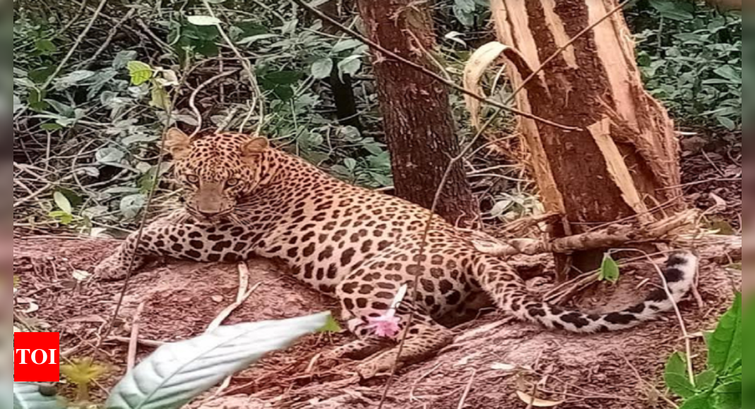 Leopard caught in snare rescued near Savanur