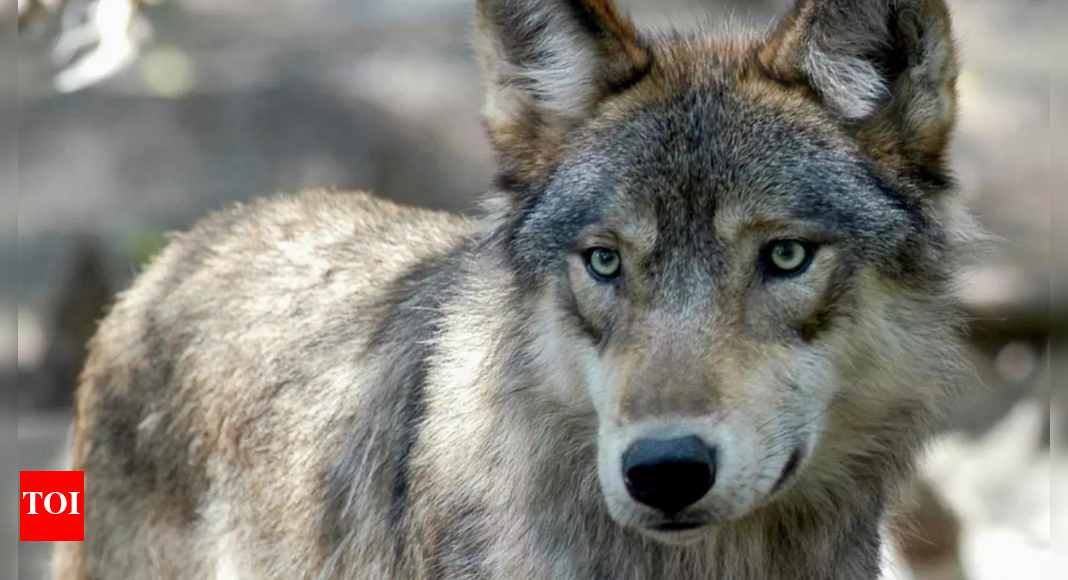 Wisconsin to set fall wolf limit after runaway spring hunt - Times of India