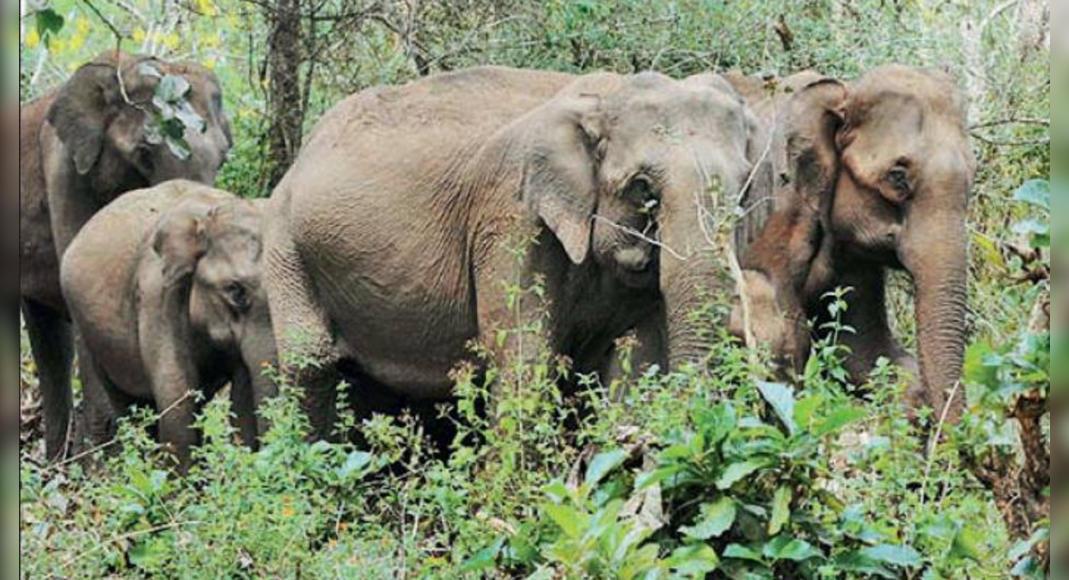 411 Wild Jumbos Died Between 2018 2021 In Kerala Kochi News Times 