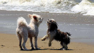 Bengaluru woman accuses dog dealer of killing Shih Tzu puppy