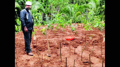 Karnataka: Mescom official develops Miyawaki forests in govt institutions