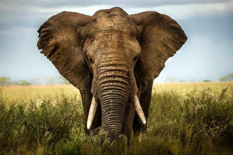 Spotting elephants
