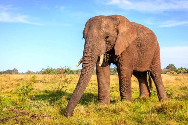 ​Knysna Elephant Park, Western Cape