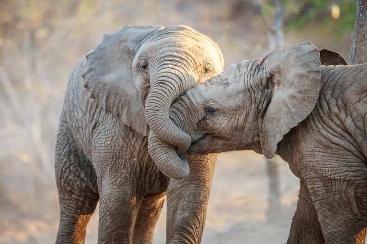 ​Kruger National Park, Mpumalanga and Limpopo