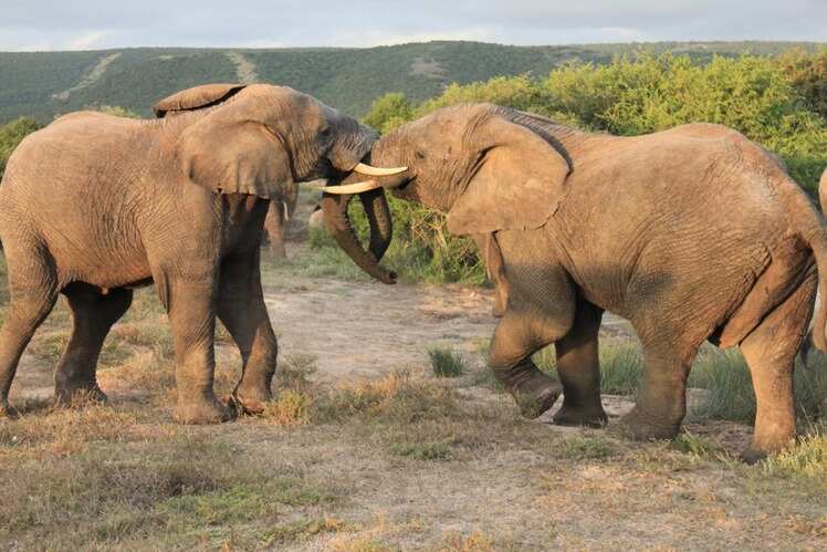 ​Shamwari Game Reserve, Eastern Cape