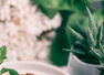Can chia seeds help you lose weight?