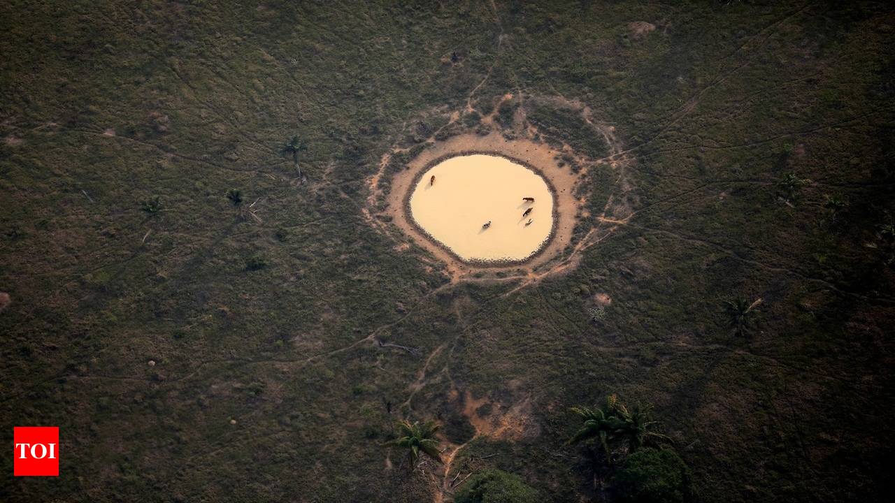 Deforestation in the  has dropped 34%, reversing trend under Bolsonaro