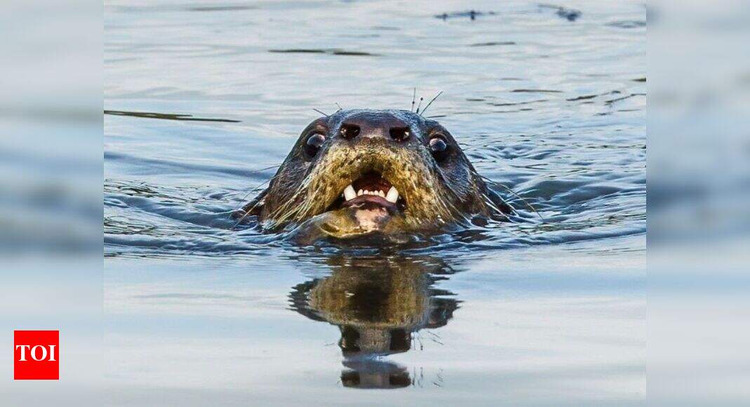 Navi Mumbai: Smooth-coated otters seen in Kharghar | Mumbai News